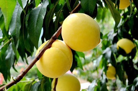 平乐黄桃种植专业合作社跻身全省首批绿色食品