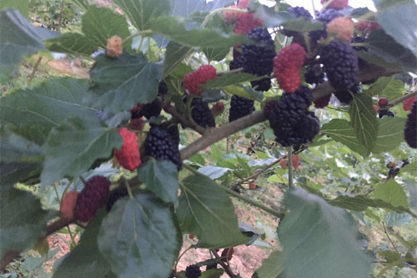 茶陵县成功引进种植水果新品种百香果