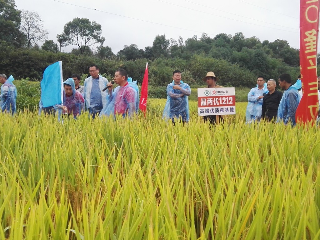 万亩优质稻晶两优1212喜获丰收